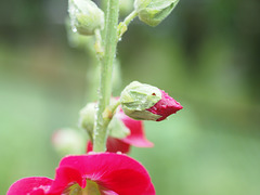 Roses of Sharon in the rain