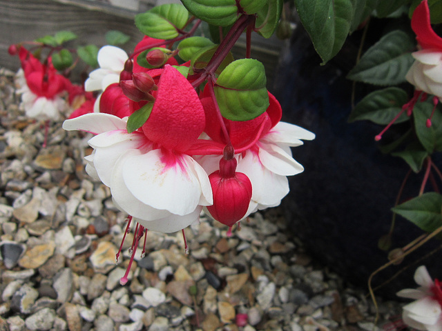 The red and white ones