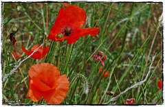 Les BAUX de PROVENCE