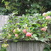 Large apples on Ann's apple tree