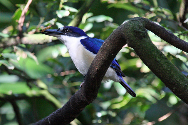 Forest Kingfisher