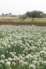 20090228-0736 Allium cepa L.