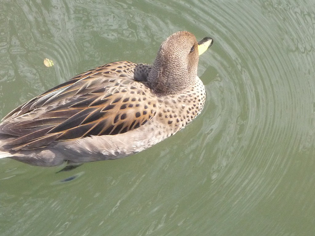 Pato en el lago