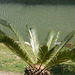 Palmera en la orilla