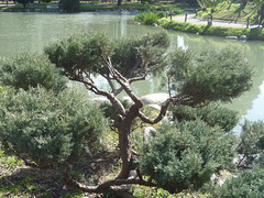 Pequeño árbol que mira la lago