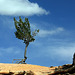 Tree, Bryce Canyon