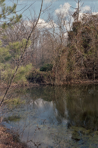 Grandpa's Pond