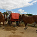 les chevaux au repos