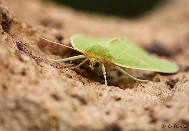 Scarce Silver-lines Face