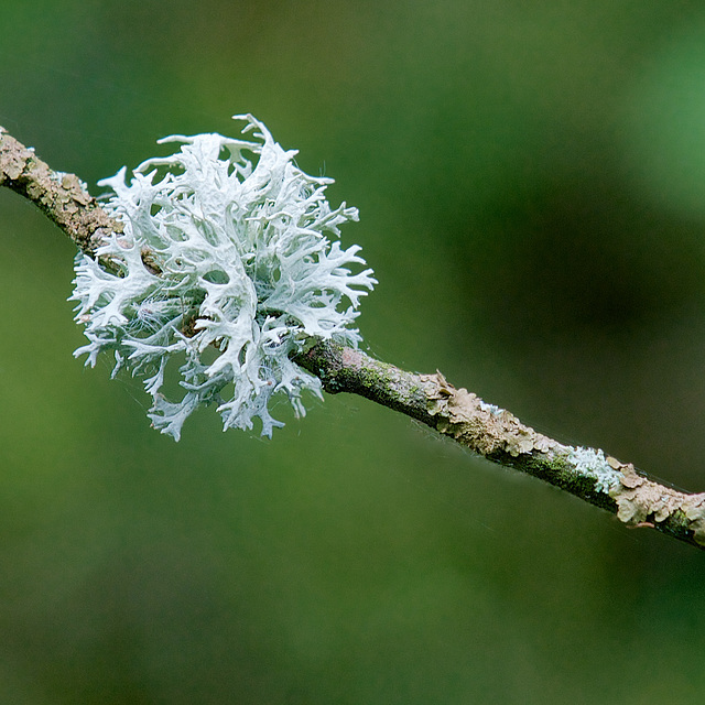 Crispy Lichen anyone!