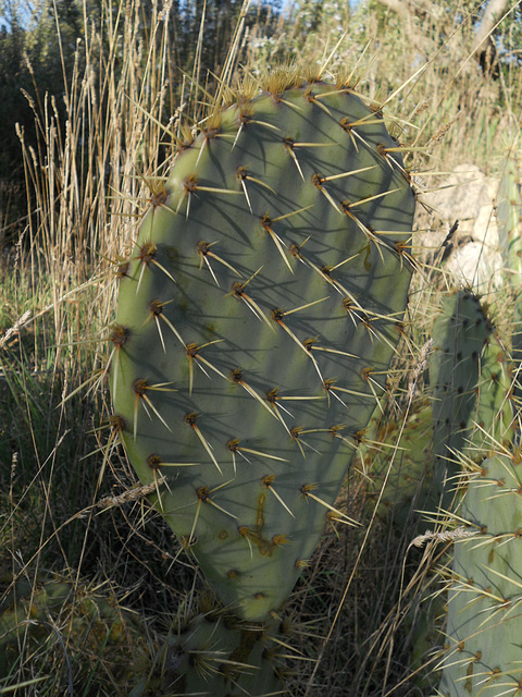 Prickly pears without pears