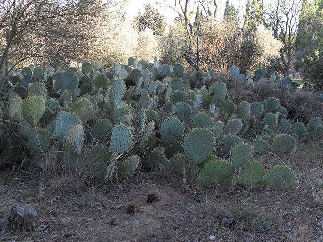 Prickly pears without pears