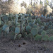Prickly pears without pears