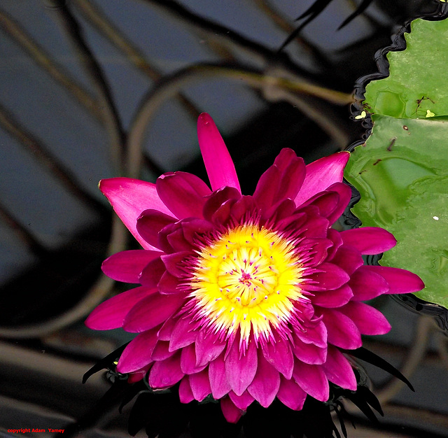 Lily and reflection