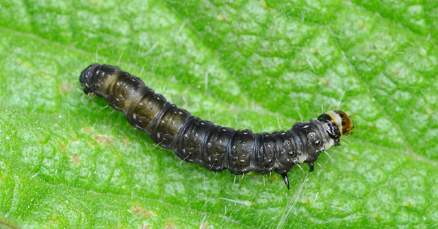 Caterpillar