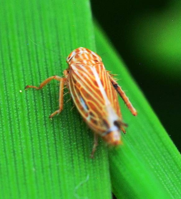 Leafhopper. Mocydia Crocea.....