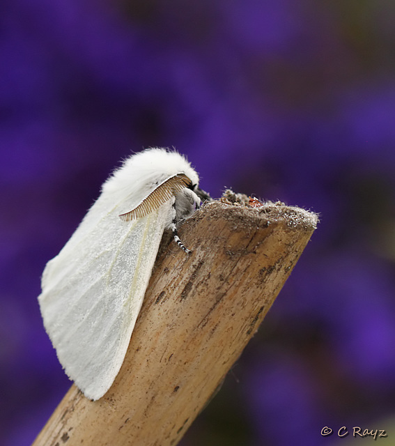 White Satin Moth