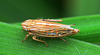 Leafhopper. Mocydia Crocea.....