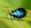 Beetle. Altica species