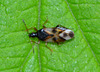 Common flower bug. Anthocoris nemorum