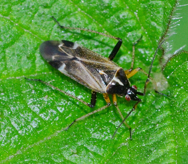 Harpocera thoracica