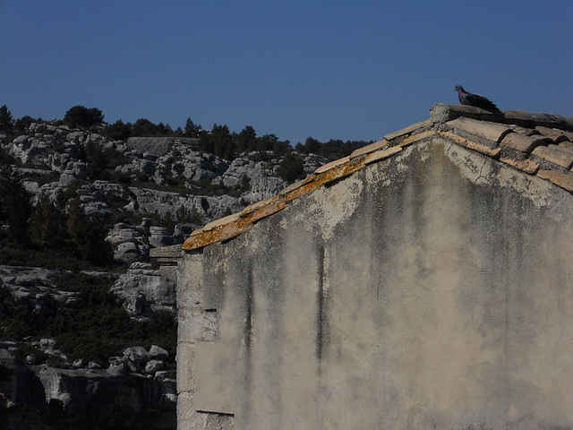 Pigeon de Provence