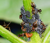 Aphids...Aphis Fabae...and Ants