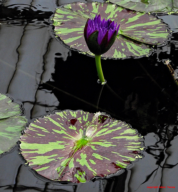 Lily and variegated leaves