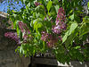 Lilacs on the last of March