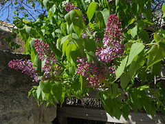 Lilacs on the last of March