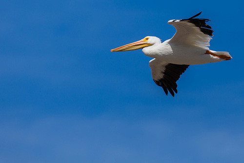Pelican