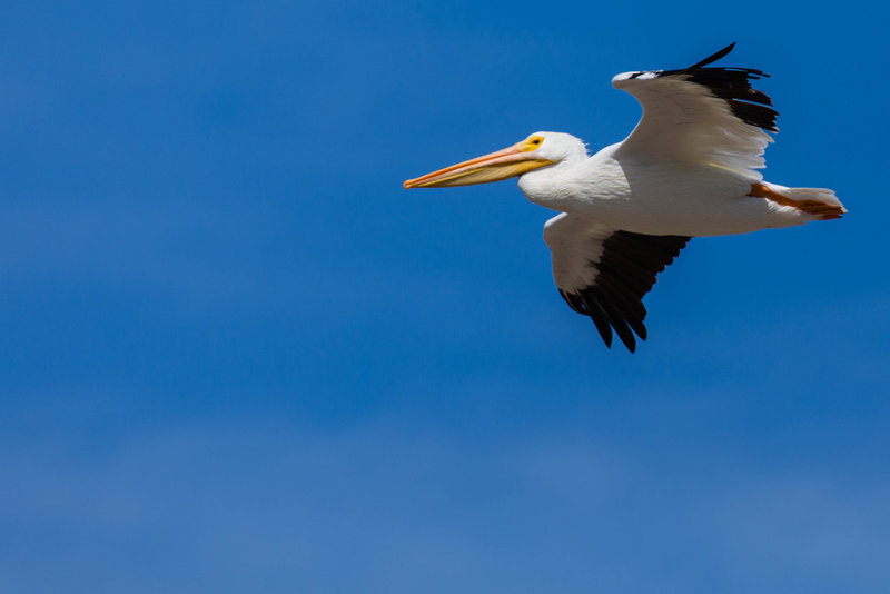 Pelican