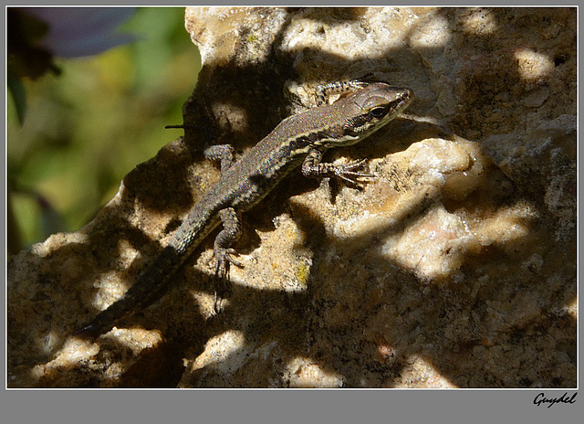 Tentative de camouflage ...