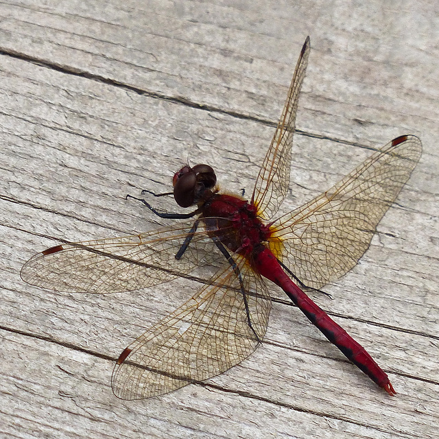 Cherry-faced Meadowhawk