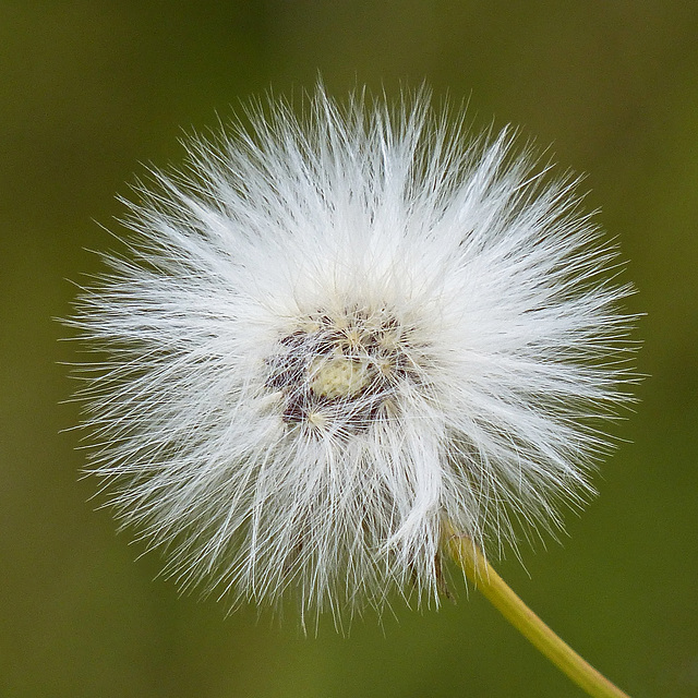 The white hairs of old age