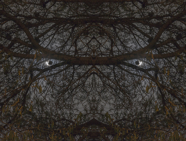 Simetría: la luna nos mira detrás de la arboleda