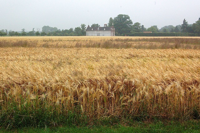 grejnkampo kaj Palmodomo (Kornfeld mit Palmenhaus)