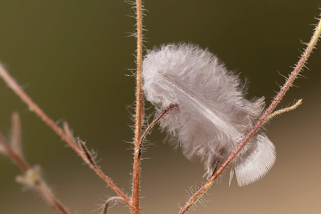Feather Caught in Tarweed Resin Feather Caught in Tarweed Resin