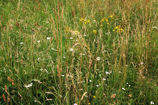 somera herbejo (Sommerwiese)