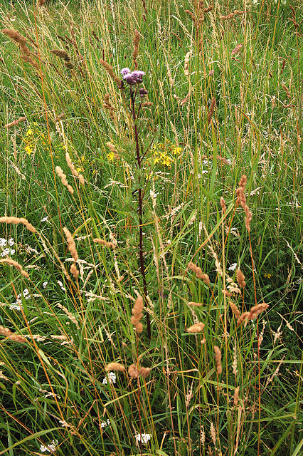 Kardo en herbejo (Distel auf einer Wiese)