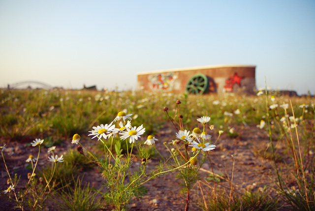 Chamomile