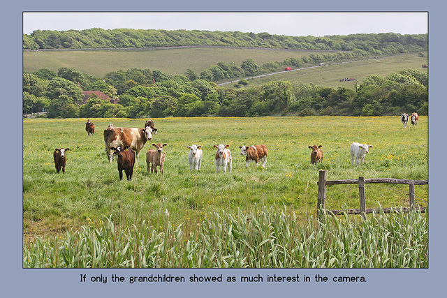 Calves & cows at Exceat in the Cuckmere valley - 17.5.2011