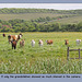 Calves & cows at Exceat in the Cuckmere valley - 17.5.2011