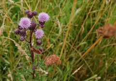 Kardo (Distel)