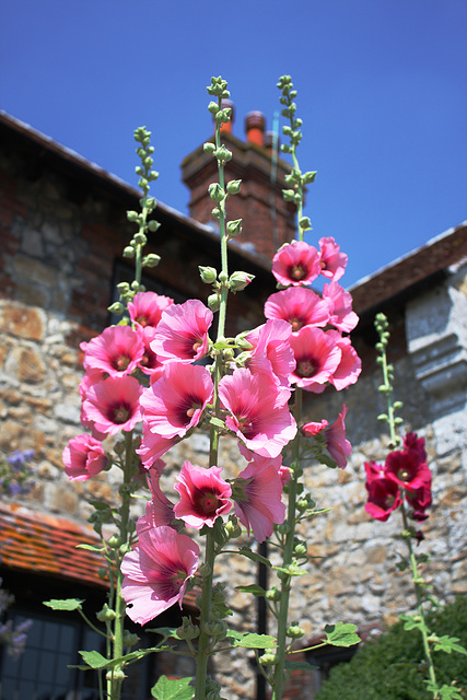 Amberley pink