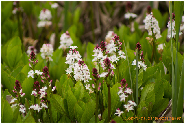 fieberklee - bog bean (menyanthes trifoliata)