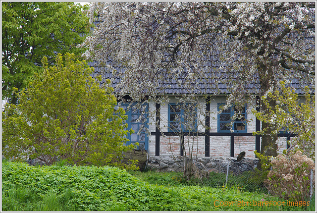 bauernhaus mit kirschbaum