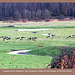 Canada Geese - Cuckmere Valley -  16.12.2011