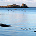 Cancale, baie du Mont-Saint-Michel (Ille-et-Vilaine, France)