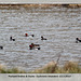 Pochard ducks & drakes - Cuckmere - 13.3.2013